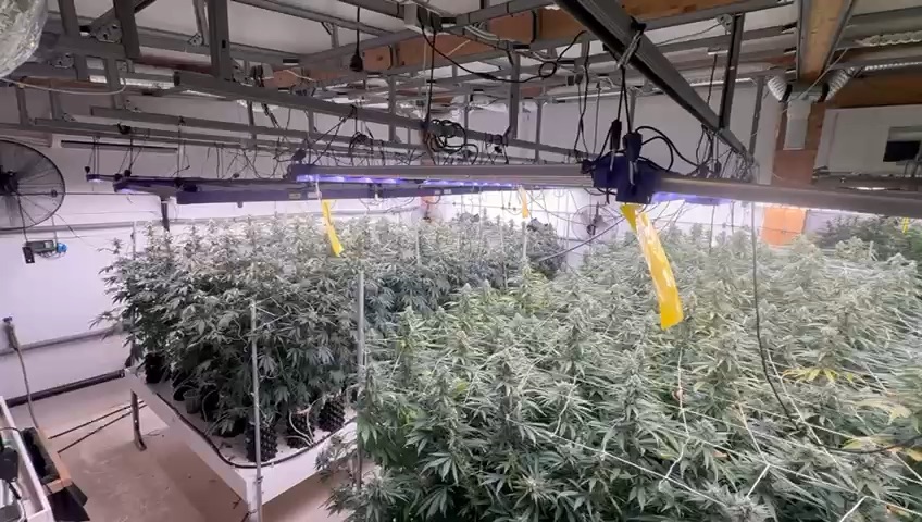 Überblick durch eine Indoor-Anlage mit Pflanztischen, LED-Beleuchtung und Lüftung